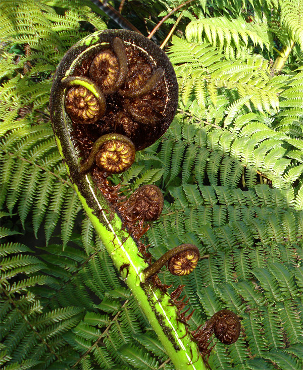 Mamaku black tree fern (Cyathea medullaris) growing at Fronds nursery