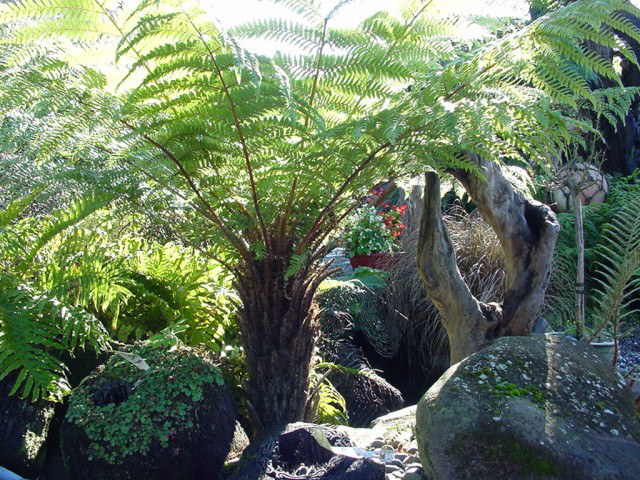 Fern garden landscaping with tree ferns